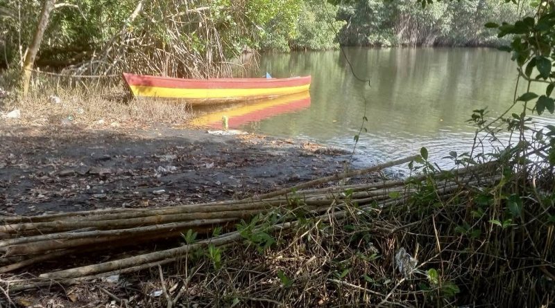 Garífunas destruyen manglares en lagunas y rios de Tela