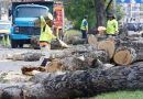 Vecinos detienen ecocidio ejecutado por alcaldía sampedrana