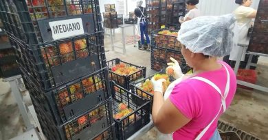 Exportaciones de Rambutan a EE.UU y Europa se fortalecen