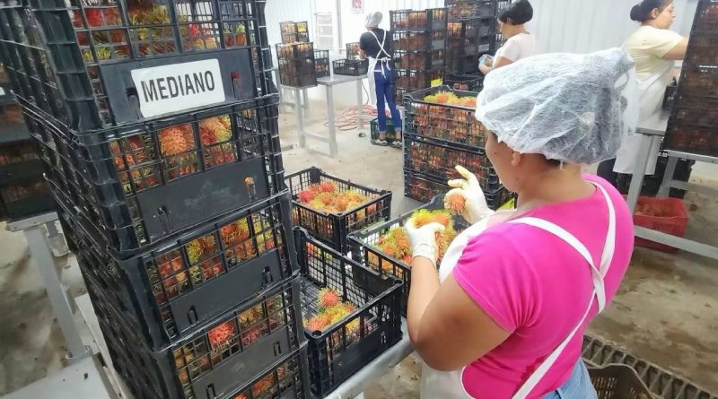 Exportaciones de Rambutan a EE.UU y Europa se fortalecen
