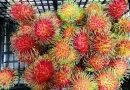 Productores acuerdan precio de L.200 para la cesta de rambután