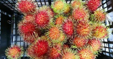 Productores acuerdan precio de L.200 para la cesta de rambután