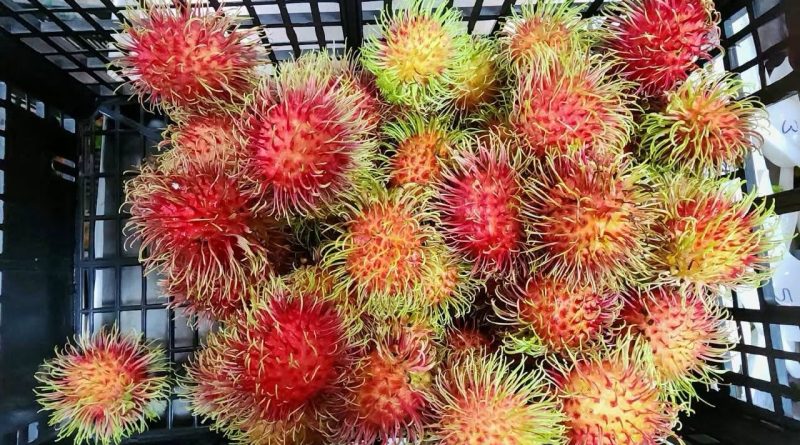 Productores acuerdan precio de L.200 para la cesta de rambután